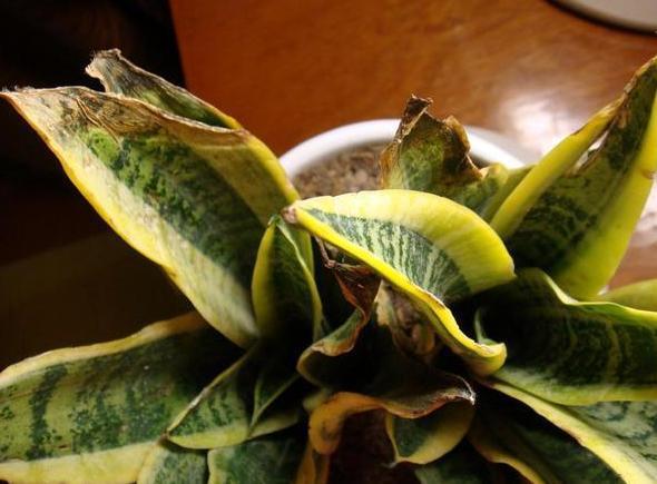 植物烂根，全赖花盆底部透水差4种东西随便放个就能轻松搞定