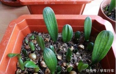 养花就浇“1种水”，盆土不板结，叶绿花还多，比施肥强得多！