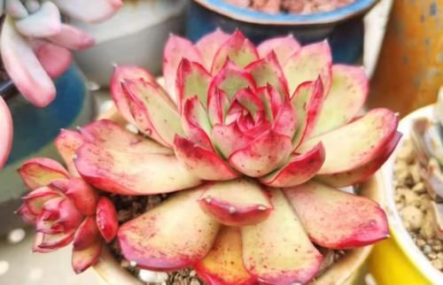 冬天|多肉宝丽安娜长期带红边,冬天稍微晒一下太阳叶片血红,你不养一棵吗?