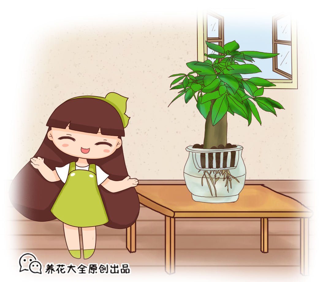 超级实用的水培指南，学会轻松变身养花达人，养花没难度