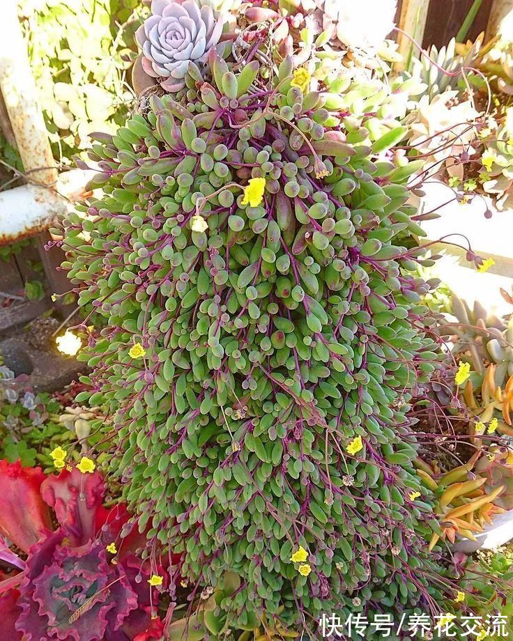 6种适合养在窗台的多肉植物,可以用吊盆栽种,可以垂盆生长开花