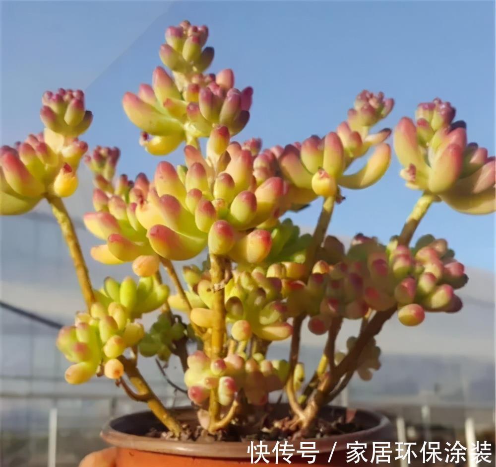 老花匠养的多肉乙女心，长成果冻小老桩，只是做好了这5点