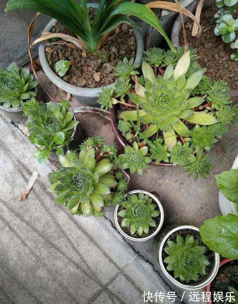 多肉撸光叶子,呼呼冒出10个头,越虐长得越旺