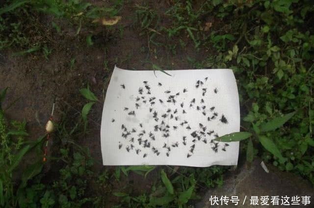 细米糠|钓白条鱼真是累人,用我分享的方法,只要你下钩,它就在那等你