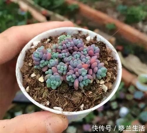 新手|多肉中的“美人系列”,这六种是代表,养护简单颜值高,适合新手