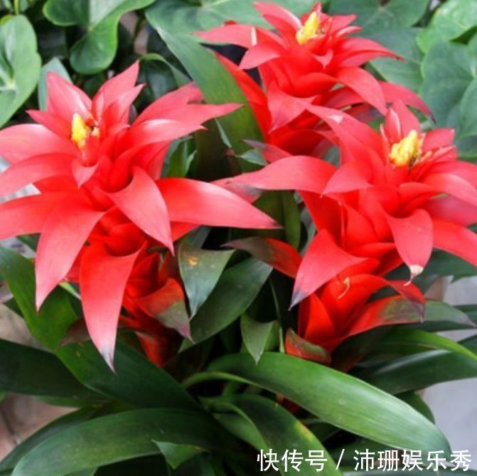 花草|家里阳台养此款花，新手也能养爆盆，清新脱俗，懒人最爱