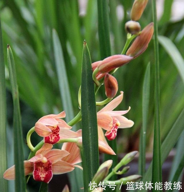 九月养兰,多做三个“小动作”,猛蹿新叶冒花苞,清香宜人小半年!