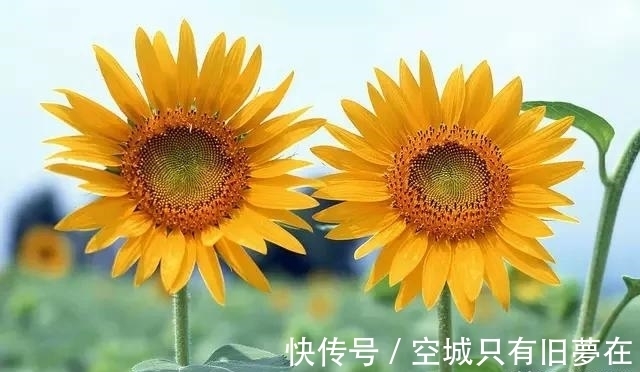 世界上十大最美的花,彼岸花排第二!