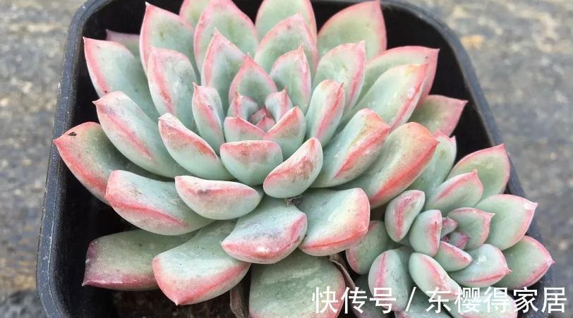 多肉|浇水是个难点,没有摸清这些要求,多肉烂根黄叶、没精神