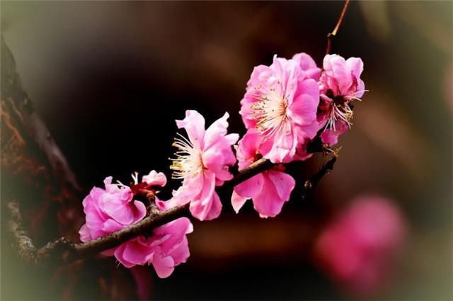  肩头|梅花故事，纳兰性德江南之恋：背立盈盈故作羞，手挼梅蕊打肩头