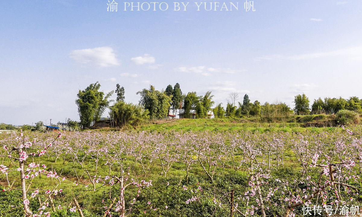 老年|重庆赏花又有好去处，这里不仅桃花美，桃子熟了更是可以随便吃