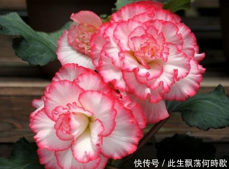 养花就养4种花，家里养一盆，开花漂亮花期长，谁养谁上瘾