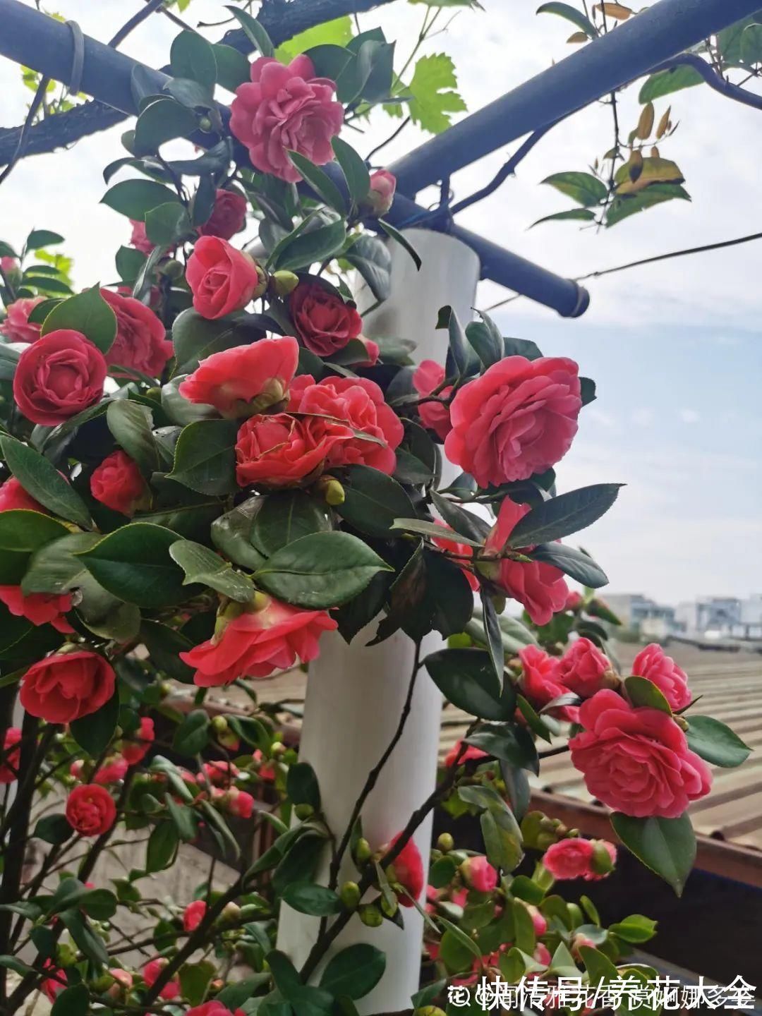 绣球|10种花不怕冷,先别搬进屋,放外面冻一冻,开花更旺