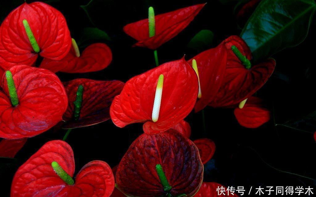 漂亮|五种简单好养的漂亮省心花，不招虫、不生病！居家养花别错过