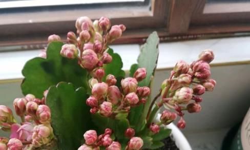 爷爷养长寿花,20天喂1勺“它”,花苞冒出来,开花200朵