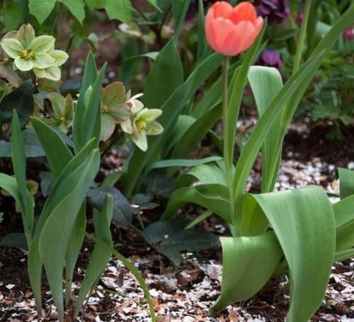 植物|用鸡蛋壳养花,少了这2步就得招虫子,养啥啥不行