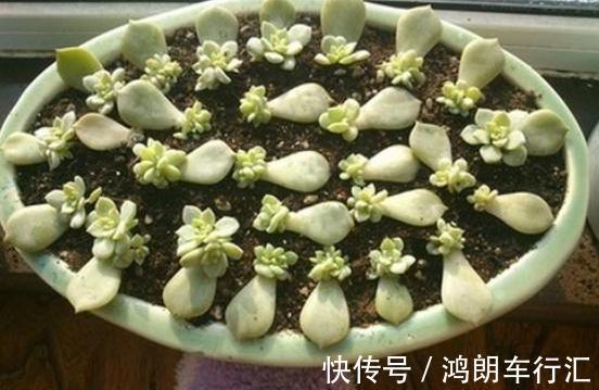 秋天快扦插，10种花不用买，掰个枝子插土里，嗖嗖生根，成活率高