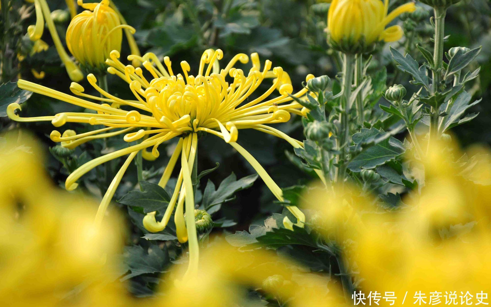 刚买回家的花,不到2周就枯萎了,什么原因造成的?