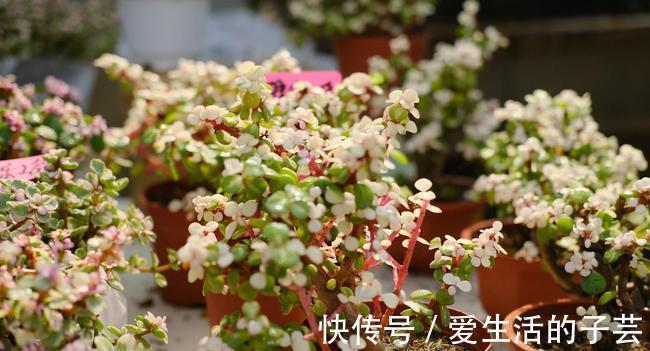 养花|养多肉雅乐之舞,做好5要点、注意3事项,叶片嘭嘭肥起来,美极了