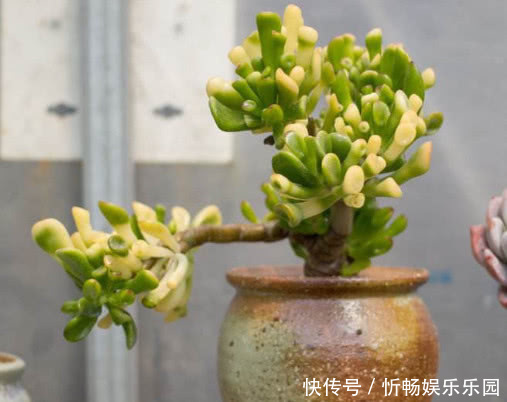 玉树|玉树生长缓慢怎么办教你3个小妙招,在家种植的玉树越长越旺盛