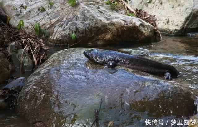 全球最大娃娃鱼,被称为张家界的守护“神兽”,至今已存活百年!