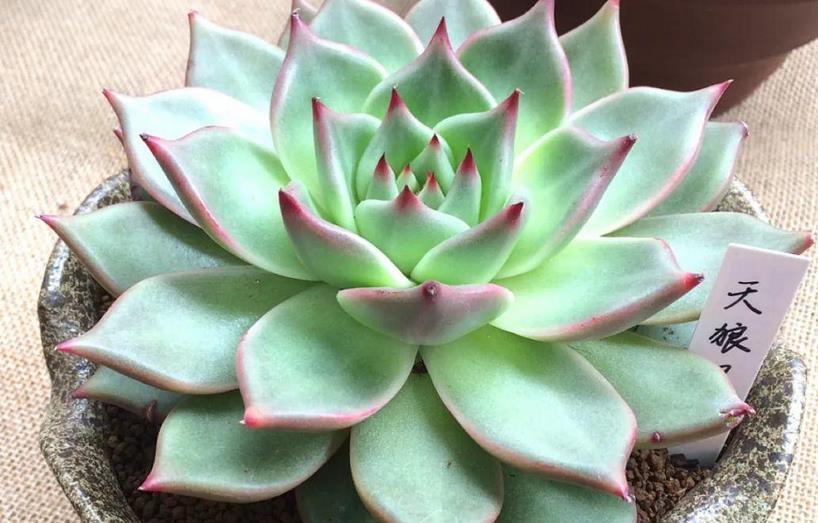 光照|8月养多肉植物,日常盆栽多注意这3点,茎叶不受牵连,唰唰掉