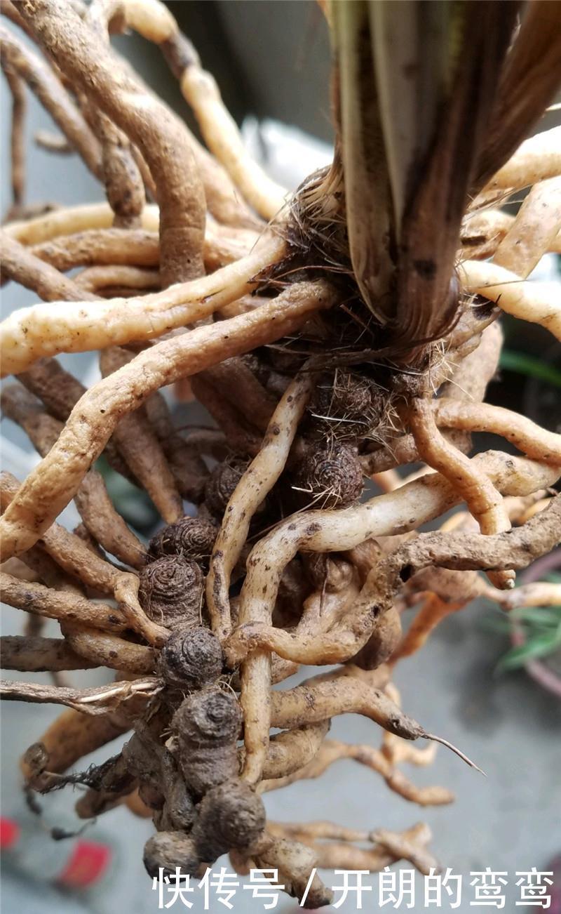 兰花根上“5个螺”,近看“老卢头”,赶紧剪掉保命!