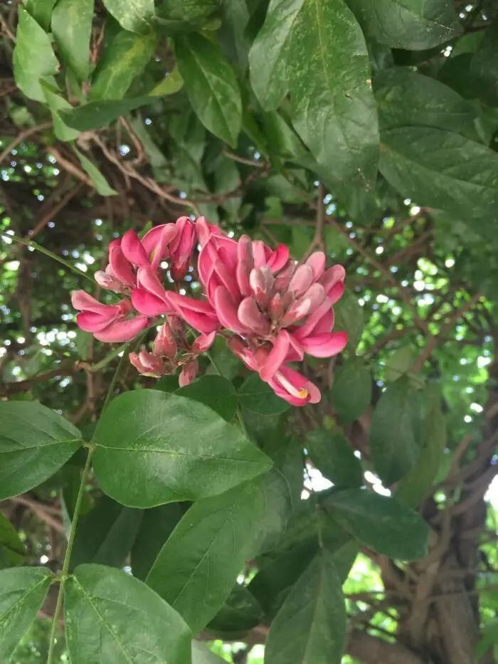 藤木|一味鸡血藤,治病大功效!6大顶级妙用法,6种病症一扫而光!