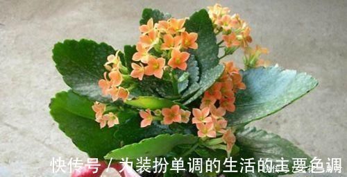 长寿花|家里有空盆这“4种花”现在栽一盆,一入秋就“开成大花球”