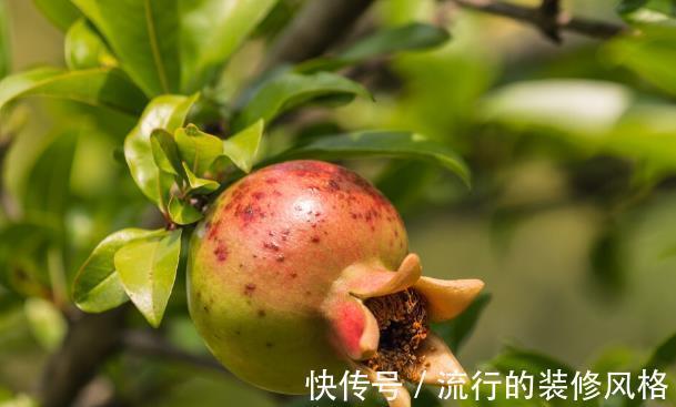 种植|庭院种植石榴树好吗?为何很多人爱在院子里种石榴树?看完就懂了