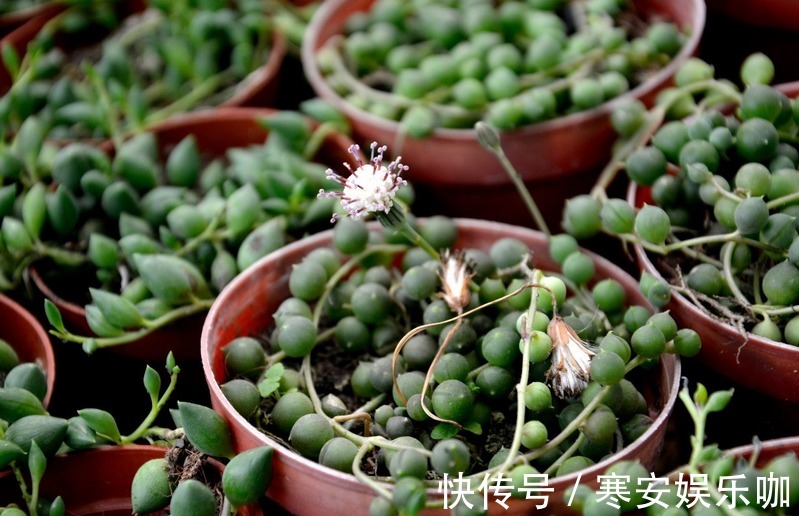 浇灌|养多肉佛珠秋季满足这4点,叶片圆润,长成“瀑布”,独具魅力