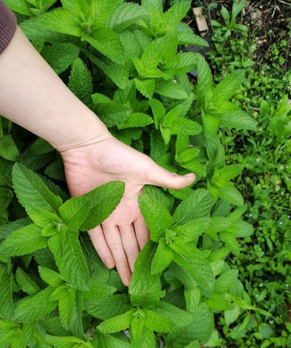 黄叶|5种“漂亮花”,夏天“使劲浇”,缺水就黄叶,不是勤快人,别养