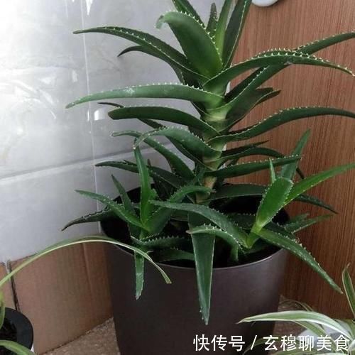 芦荟喜光畏寒怕涝，如何盆栽成老桩？养护专家告诉你