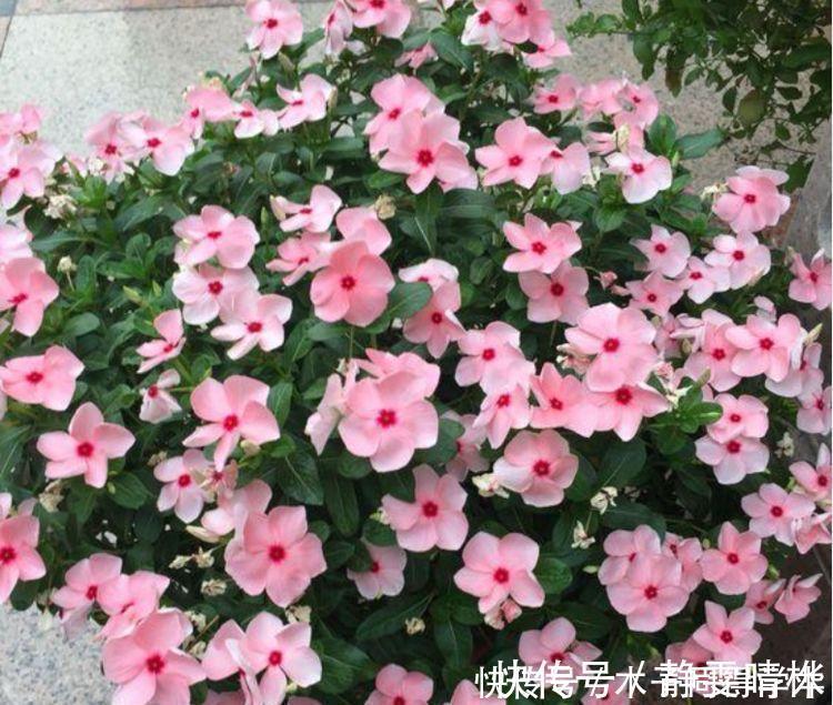 长春花|4种花养家里，1盆顶“5盆”，给点水就疯长，越开越美！