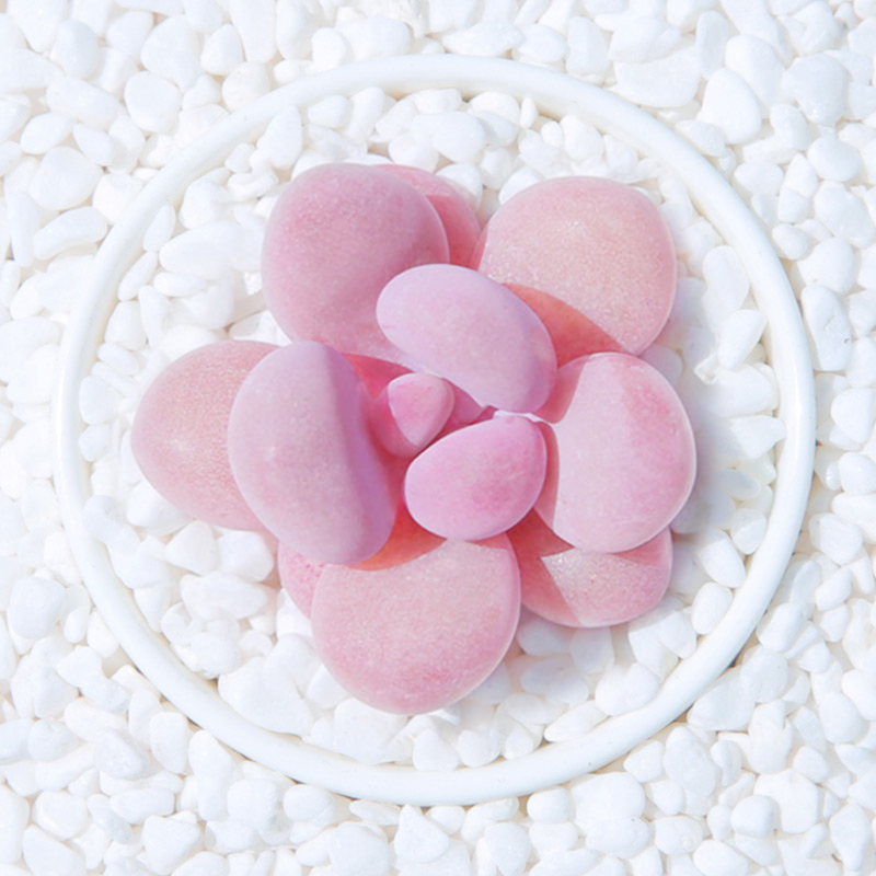 几种''萌神级''多肉,让你爱不释手,很适合养在家里