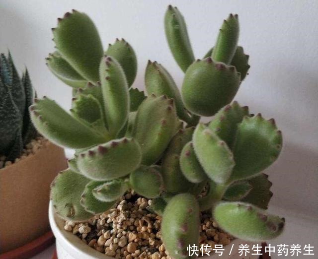 多肉熊童子太“贪杯”,撑破“肚子”很可惜!