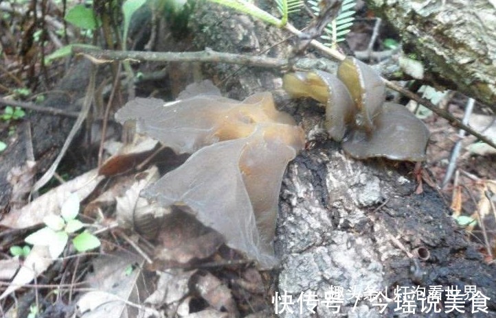 一下雨就长出来，成熟之前都不能碰，晒干一斤35元，野生更难得