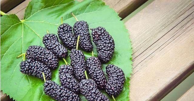 黑枣|肾透支了 这几种食物, 是肾脏的“发动机”, 让你越吃越有劲!