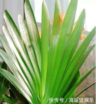 养花|家居养花最正确的君子兰浇水方式,不用施肥也能够花大色艳!