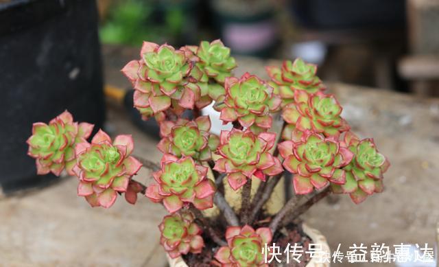 多肉植物|养多肉浇水不麻烦，合理掌握“四不浇”，想让它烂根都很难