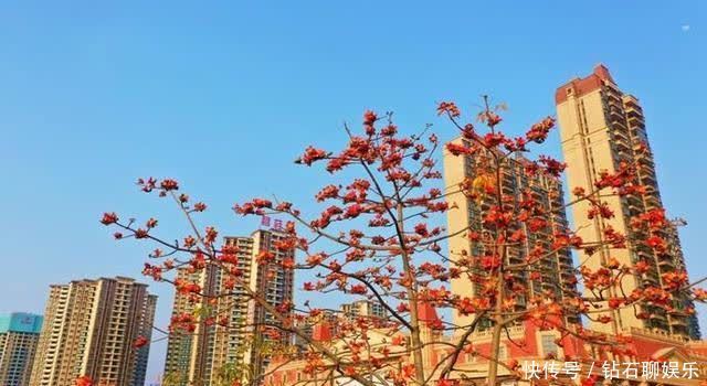 三月|花样荷城,美不胜收!