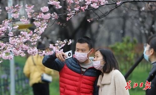 樱花是这样从我国喜马拉雅山脉“走”向世界