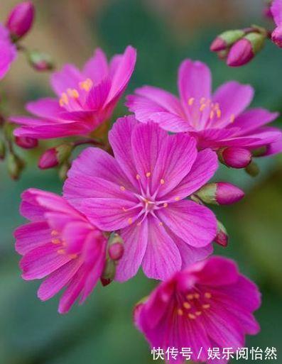 花朵|养一盆在家,四季常开花,室内也能种,花色繁多易爆盆