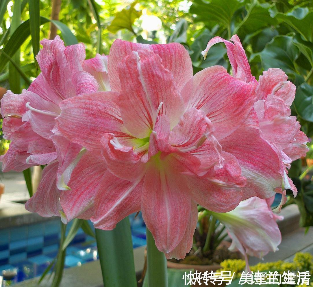 花色|都是朱顶红,洋朱顶红与土朱顶红有何区别?看准这几点不怕认错了