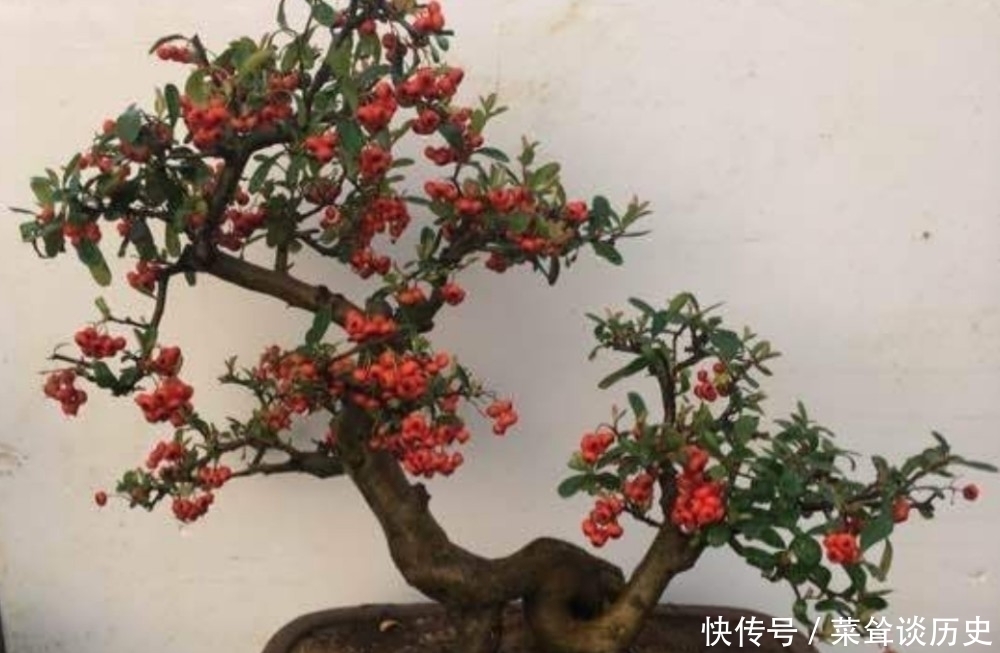 素材|野外5种常见的树，制作成盆景，美观大方，观赏价值高