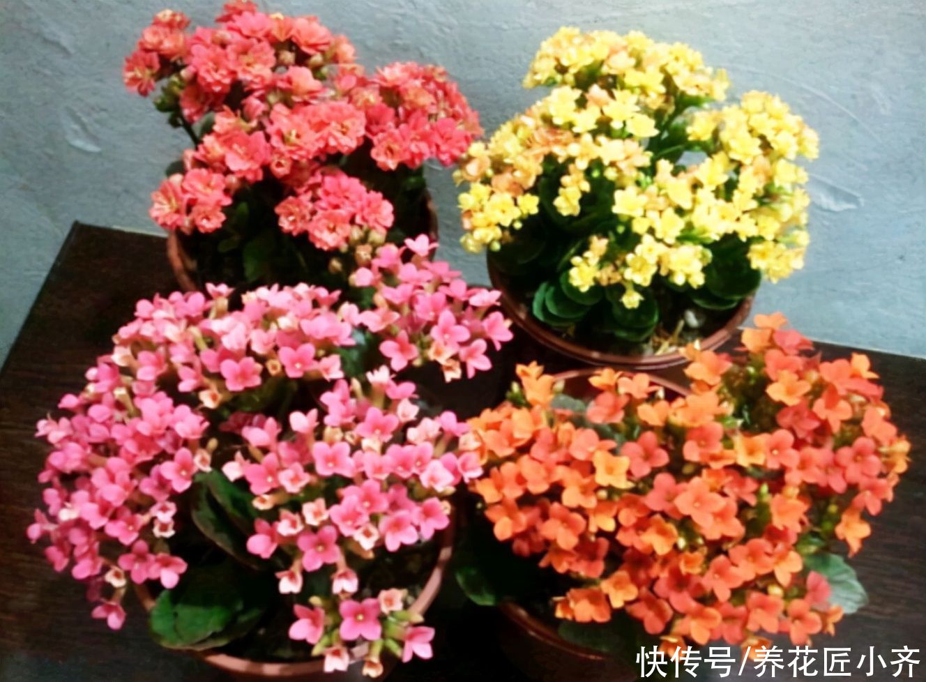 捡漏|秋季适合去花市“捡漏”，碰到4种花，用点小方法，很快就爆盆