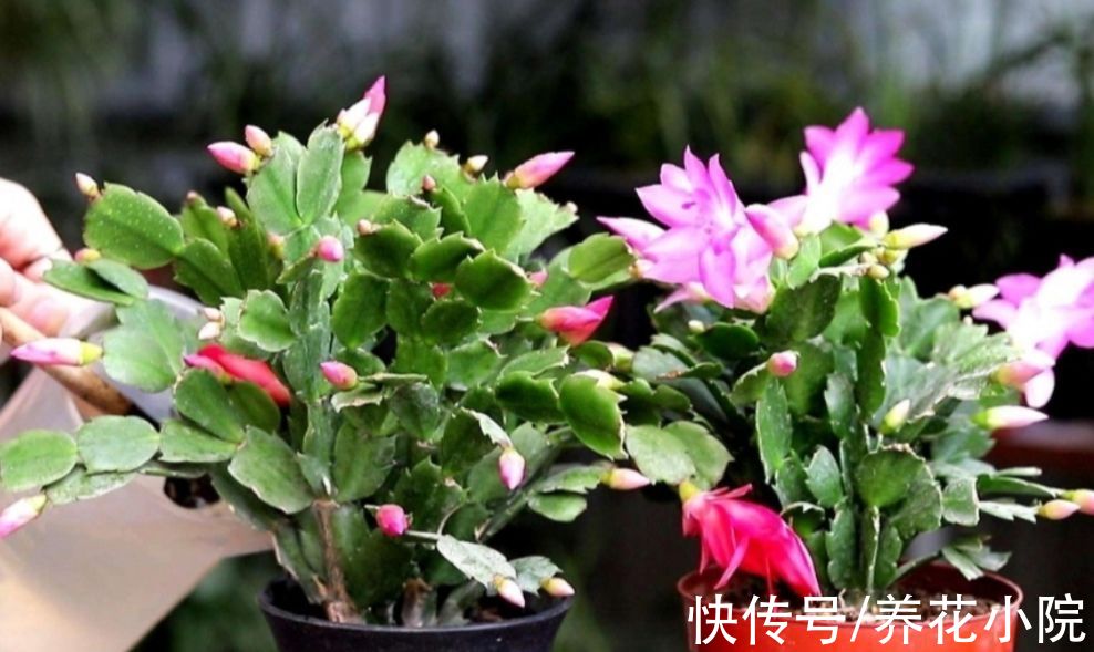 花芽|马上到10月，3种花该给它补肥，好让它分化花芽，多长花苞