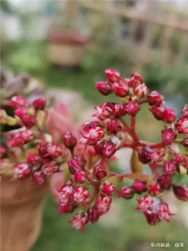 山东寿光|拈花一笑为红颜，无奈雨霾非吾恋