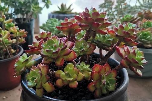 高颜值多肉的日常养护之浇水篇