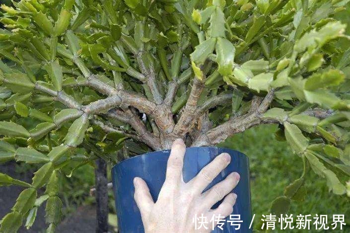 氮肥|蟹爪兰不洗澡怎么可能油嫩猛蹿赶紧拿点东西，随便一抹就能爆长